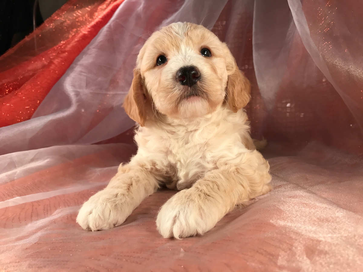 Male Mini Goldendoodle Buff with White Paws